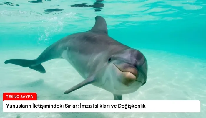 Yunusların İletişimindeki Sırlar: İmza Islıkları ve Değişkenlik