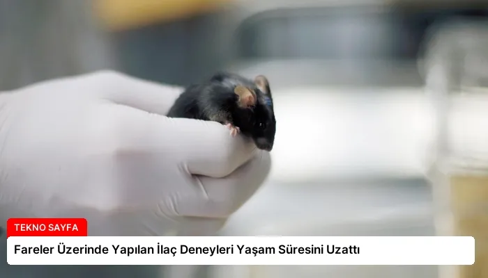 Fareler Üzerinde Yapılan İlaç Deneyleri Yaşam Süresini Uzattı