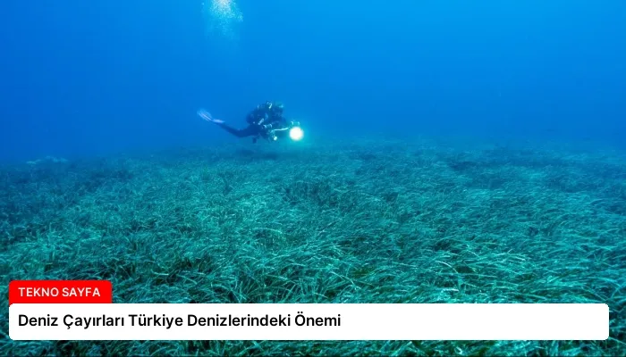 Deniz Çayırları Türkiye Denizlerindeki Önemi