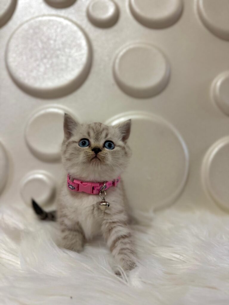 Neden British Shorthair Kedileri