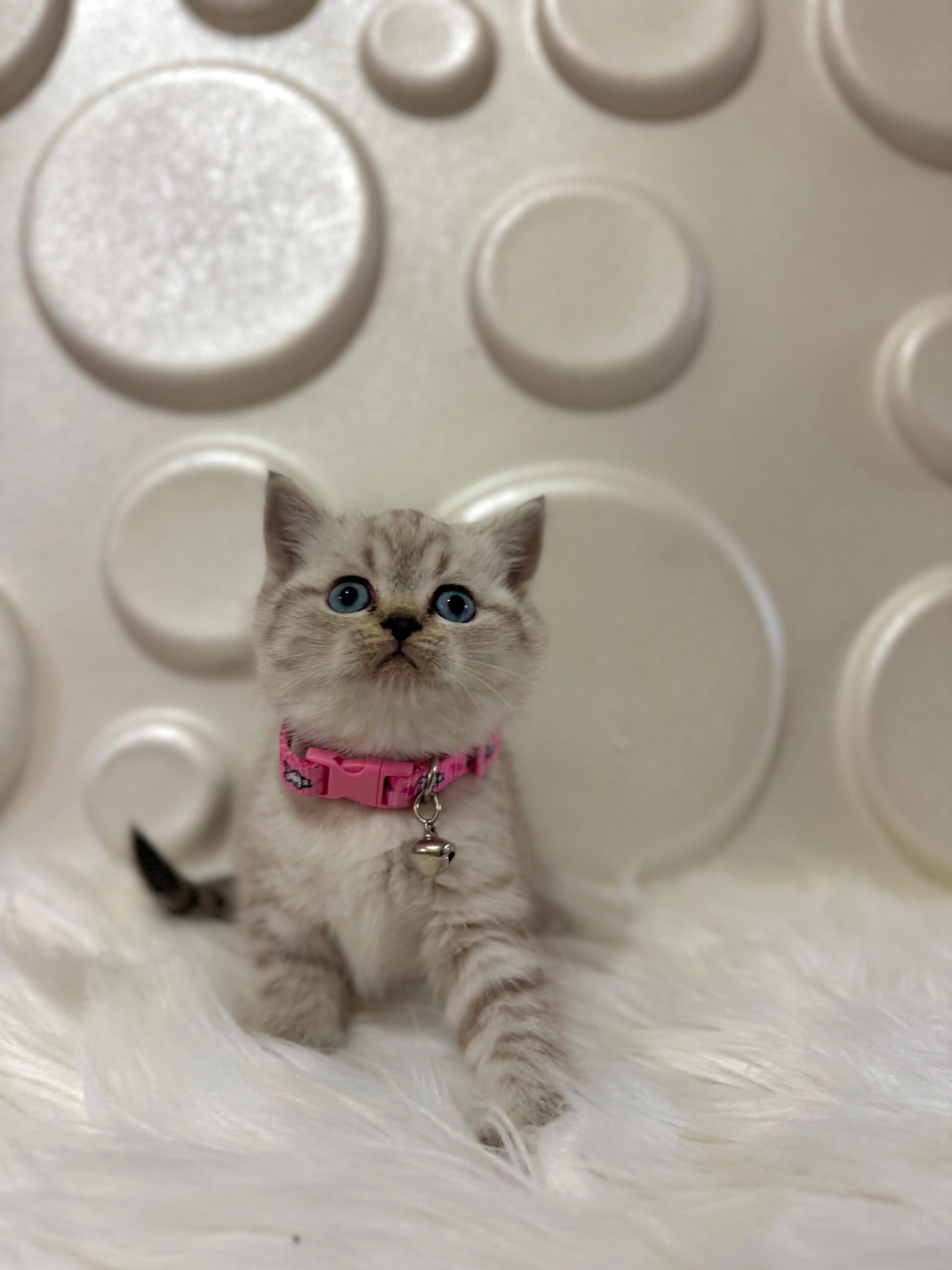 Neden British Shorthair Kedileri