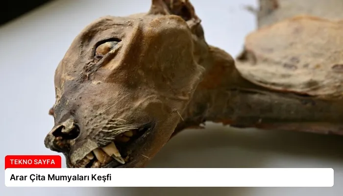 Arar Çita Mumyaları Keşfi