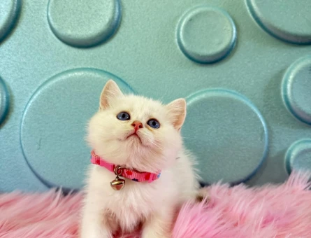 Evinizin Neşesi British Shorthair ile Tanışın