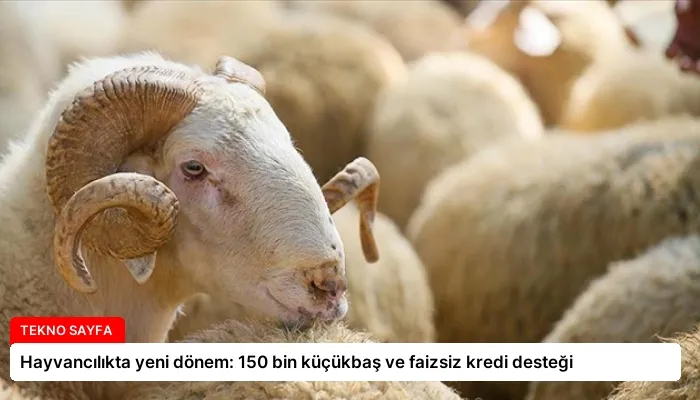 Hayvancılıkta yeni dönem: 150 bin küçükbaş ve faizsiz kredi desteği