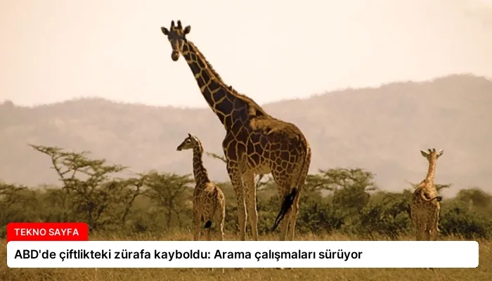 ABD’de çiftlikteki zürafa kayboldu: Arama çalışmaları sürüyor